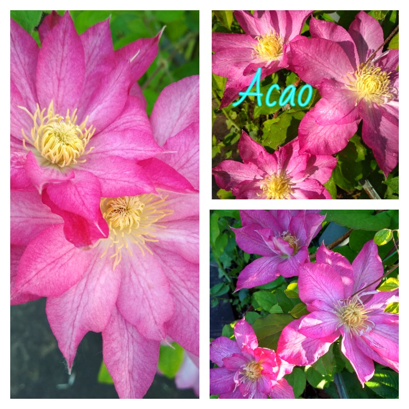 клематис асао